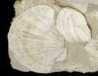 Fossil Pectin Plate - Great Display #13629-6